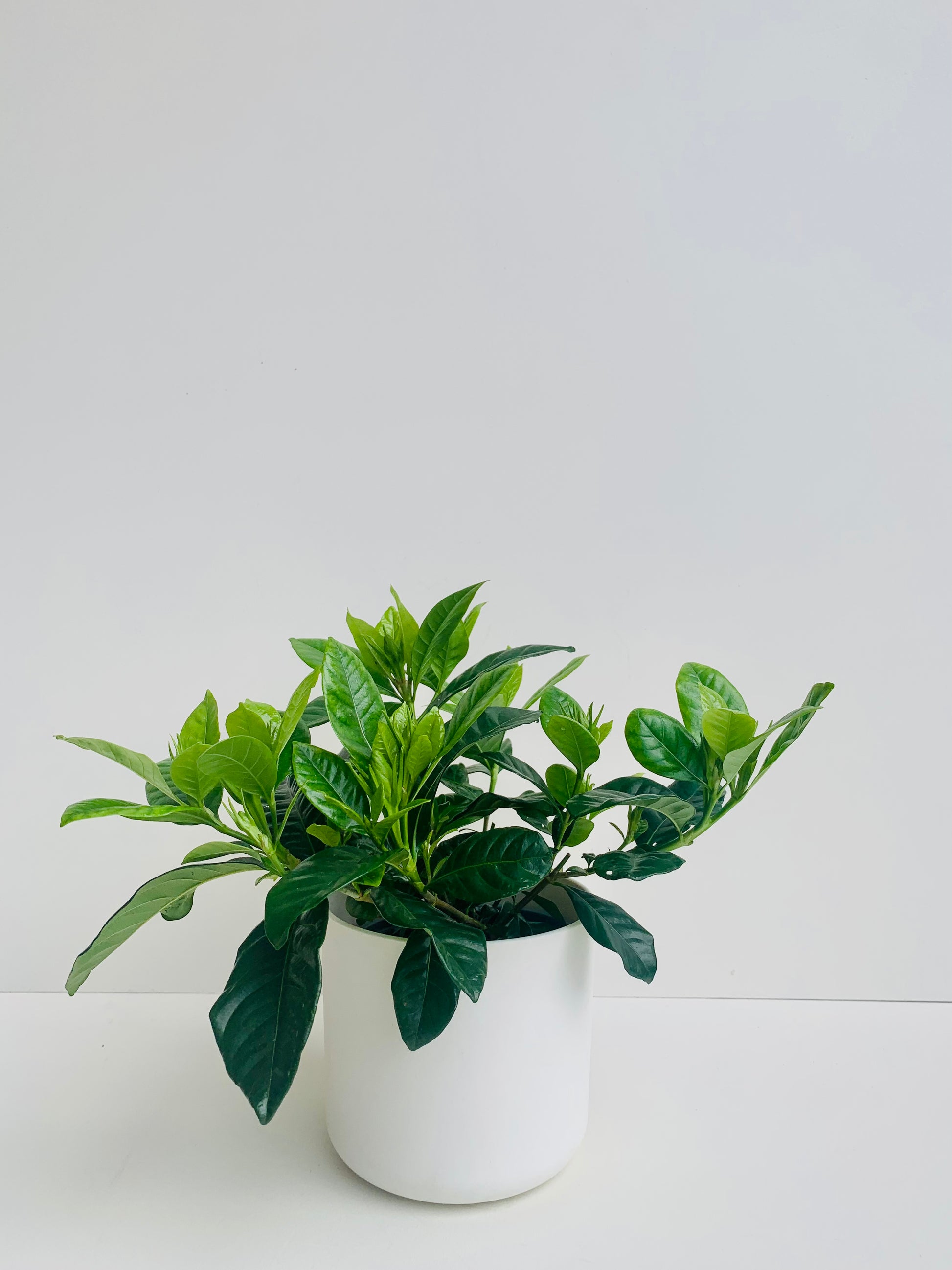 Gardenia 12cm - Urban Lush NZ