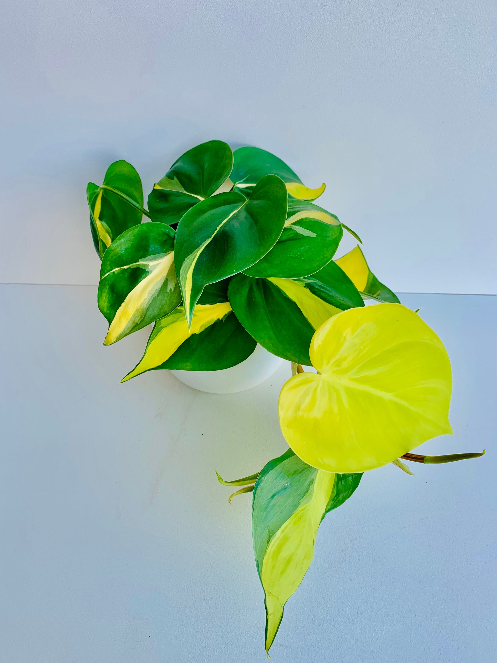 Philodendron Brasil 14cm - Urban Lush NZ