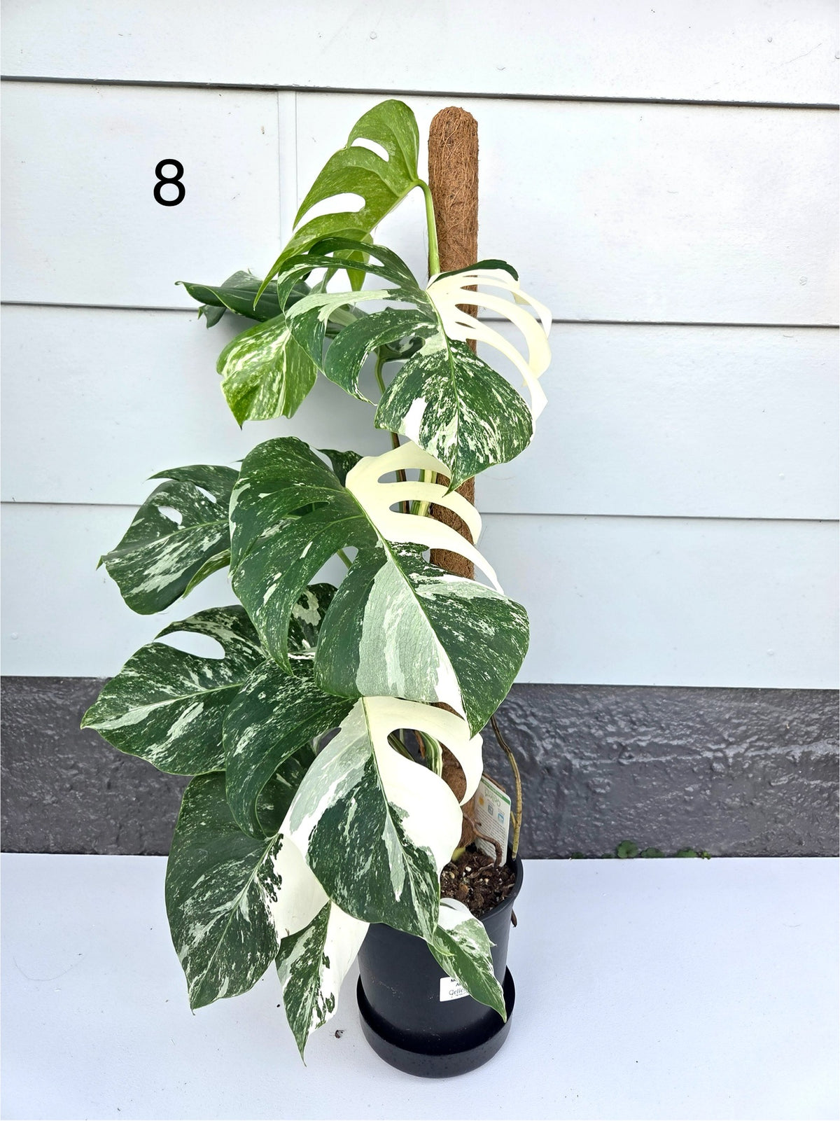 Monstera Deliciosa Albo 17CM - Urban Lush NZ
