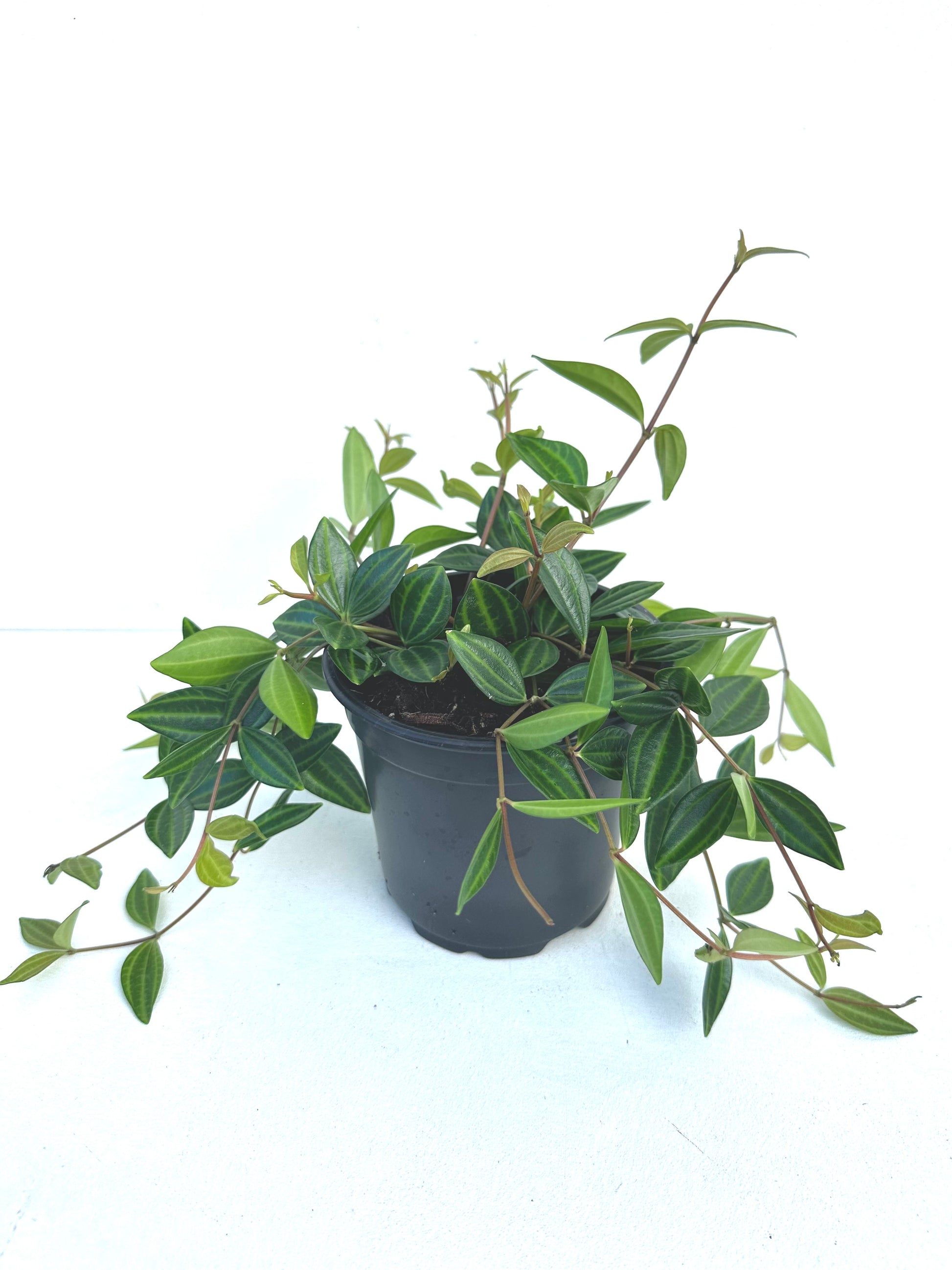 Pepermia Rocca Verde 12cm - Urban Lush NZ