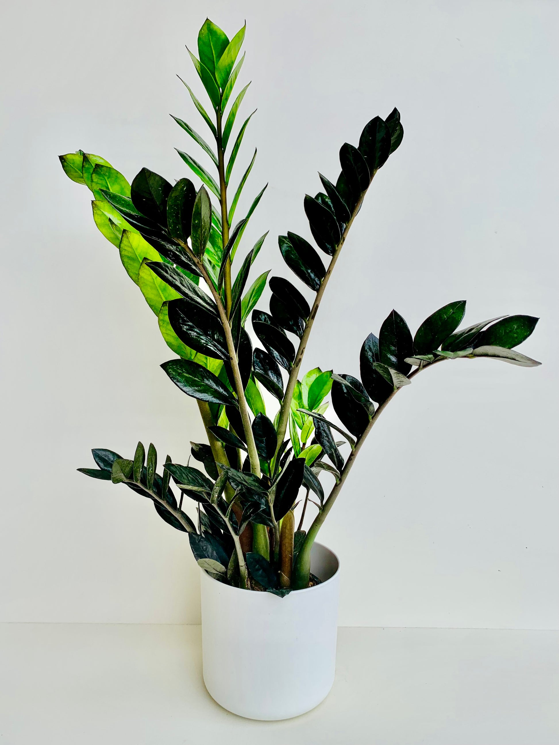 black knight zz plant ZZ Plant | Zamioculcas Zamiifolia Black Knight 14CM