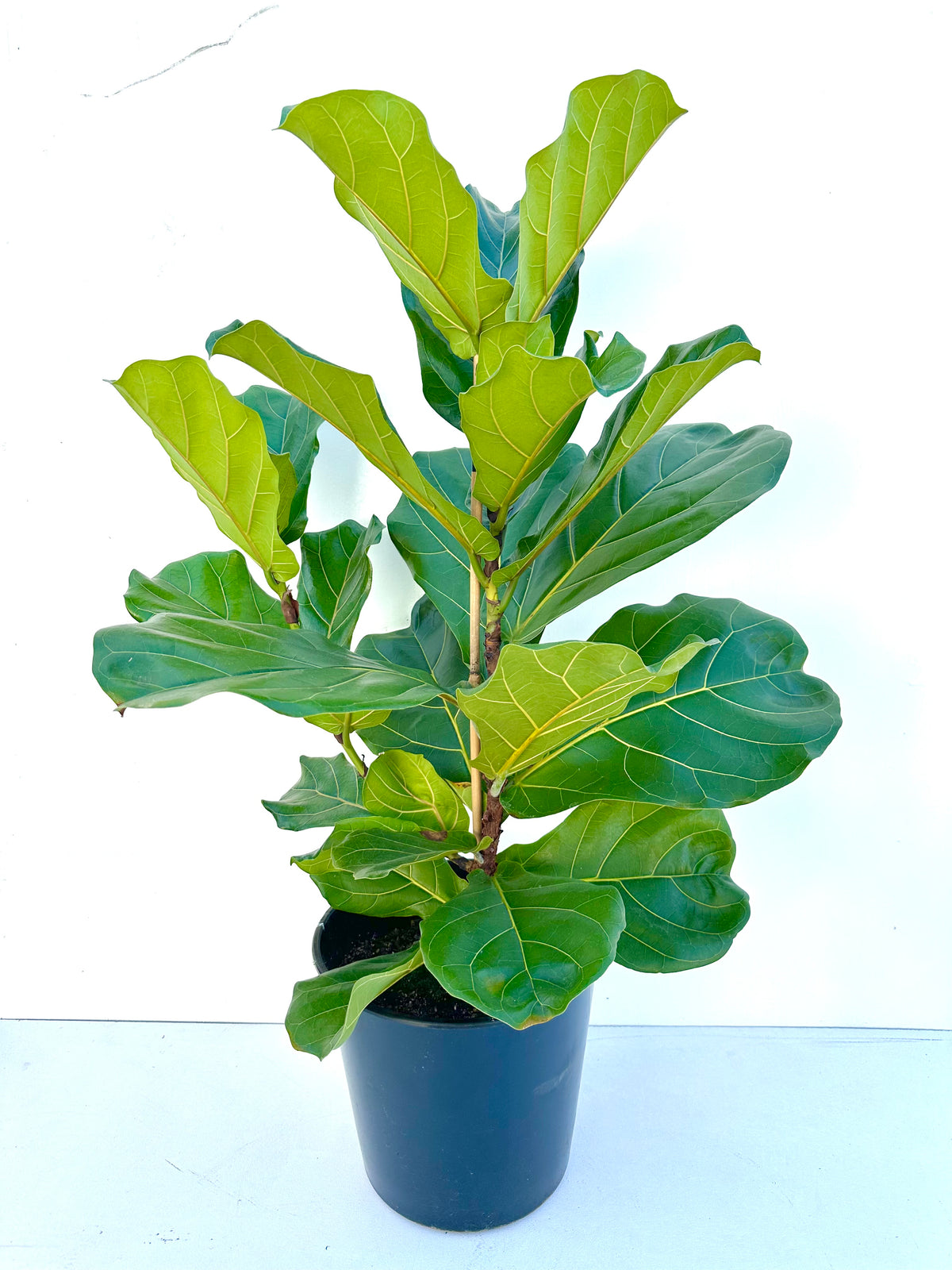 Ficus Lyrata (Fiddle Leaf Fig) 25CM