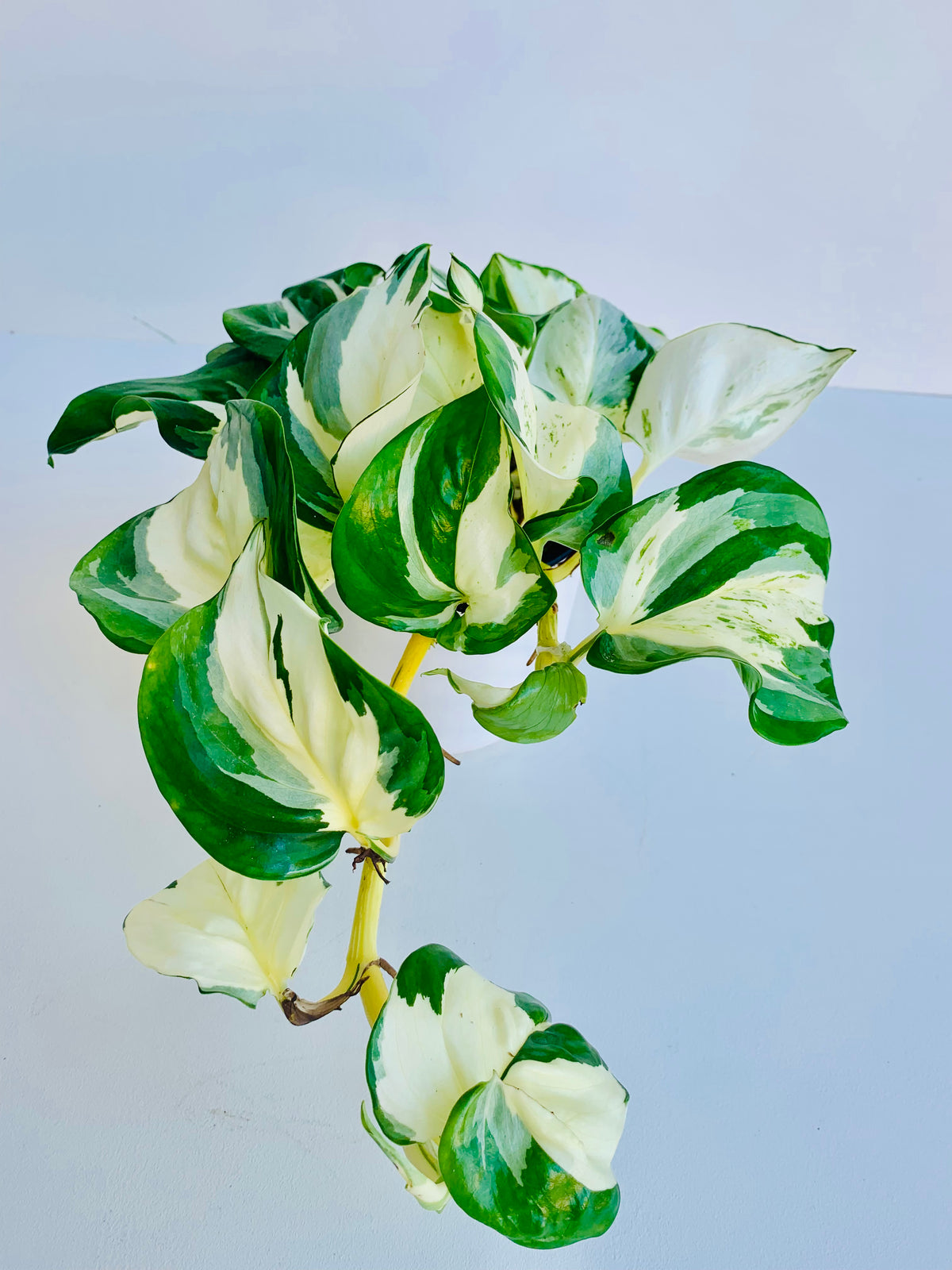 Epipremnum Aureum Manjula Pothos 14cm - Urban Lush NZ