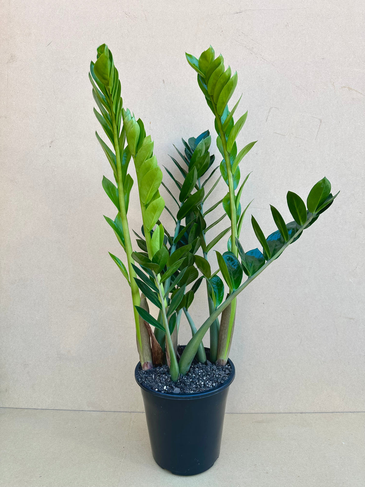 ZZ Plant - Zanzibar Gem (Zamioculcas zamiifolia) 18CM