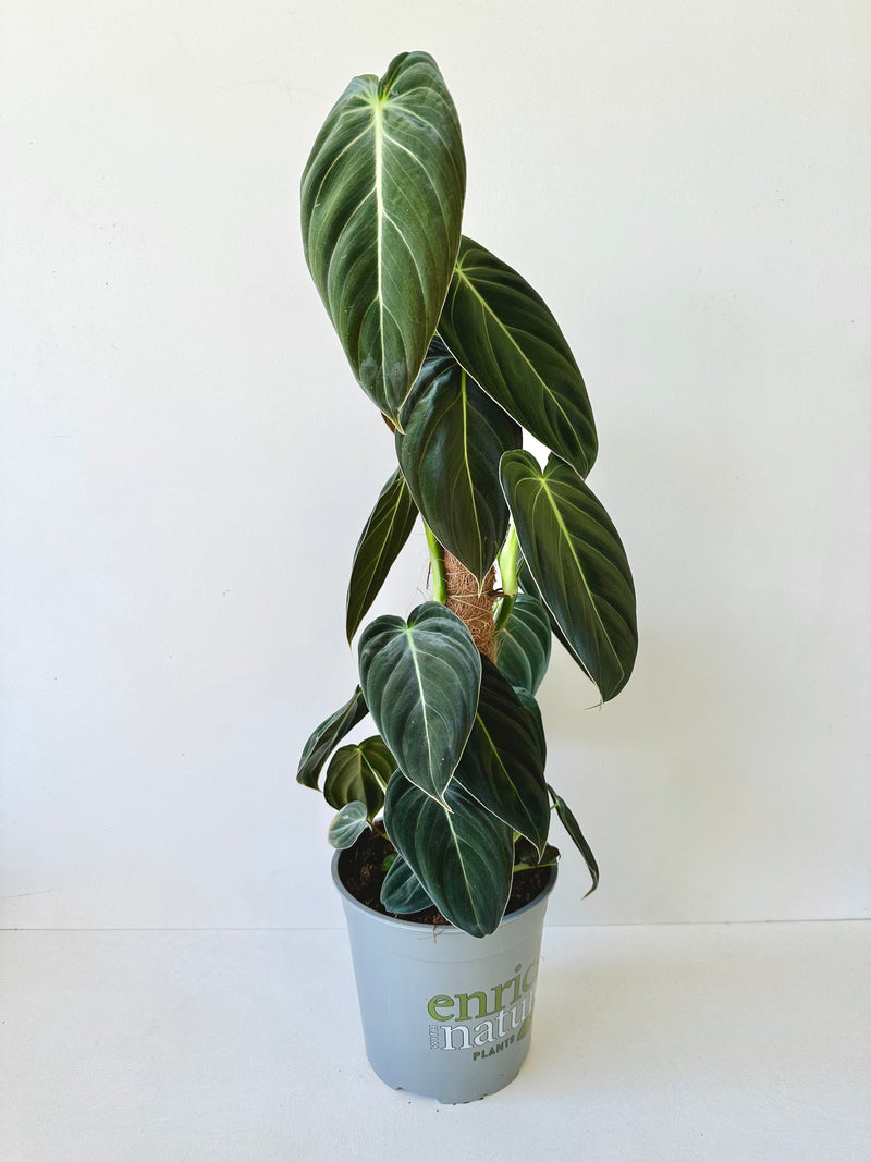 Philodendron Melanochrysum 17CM - Urban Lush NZ