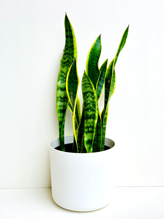 Sansevieria Tri Variegated (Snake Plant) 4.5L - Urban Lush NZ
