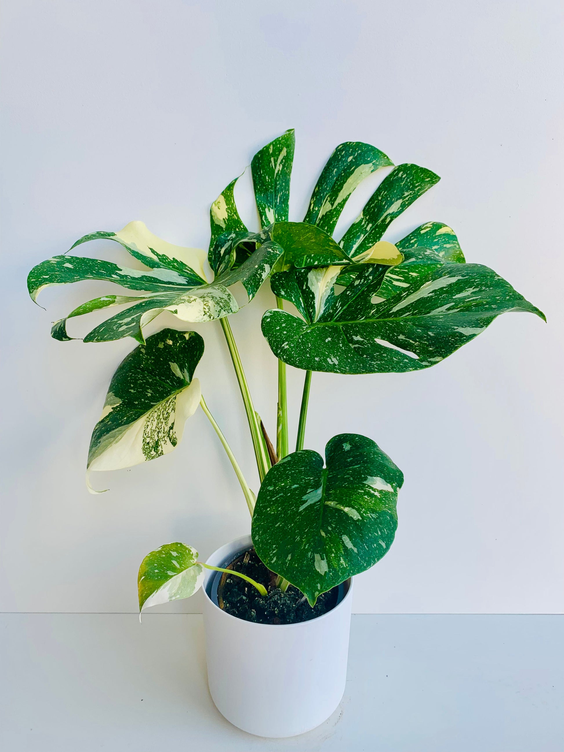 Monstera Thai Constellation 17cm - Urban Lush NZ