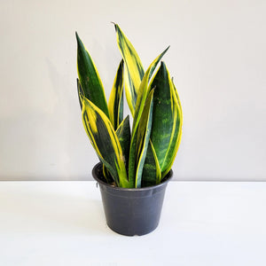 Sanseveria Gold Flame 14cm