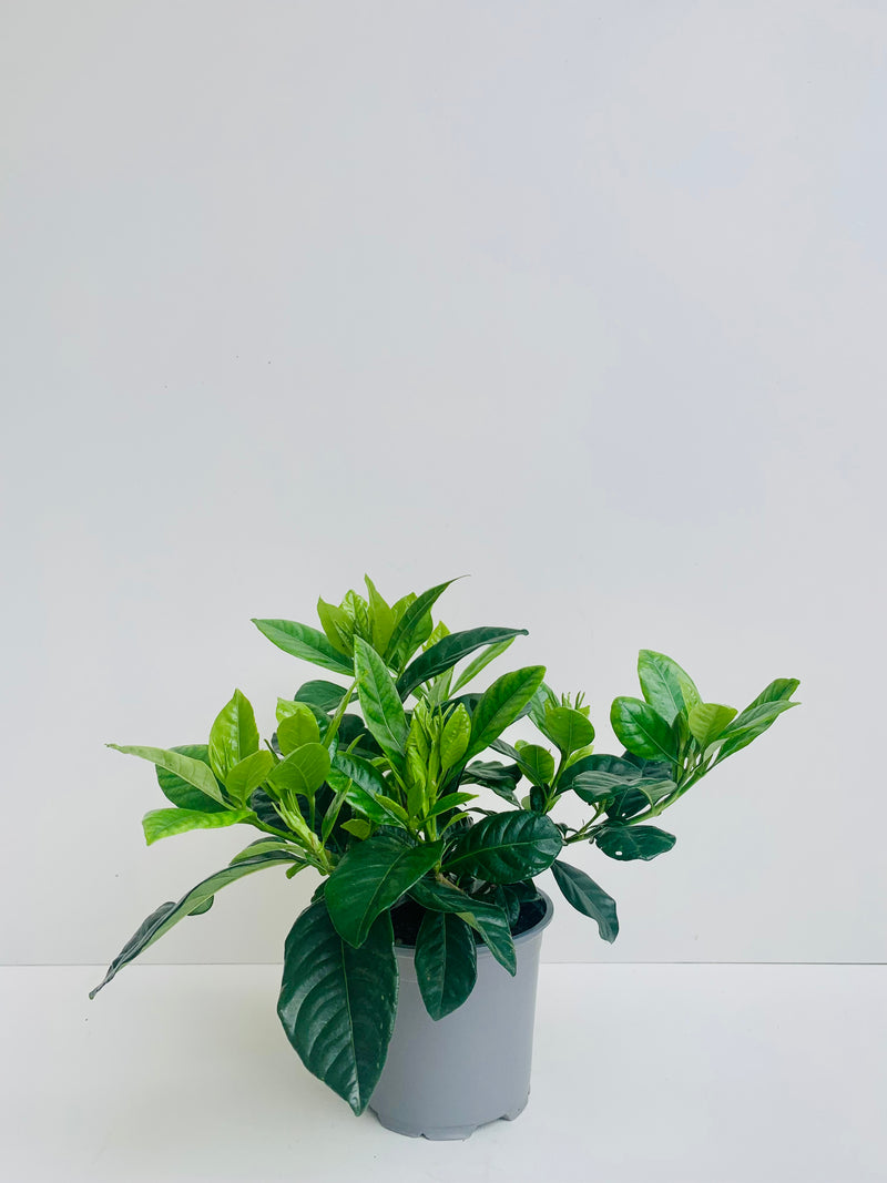 Gardenia 12cm - Urban Lush NZ