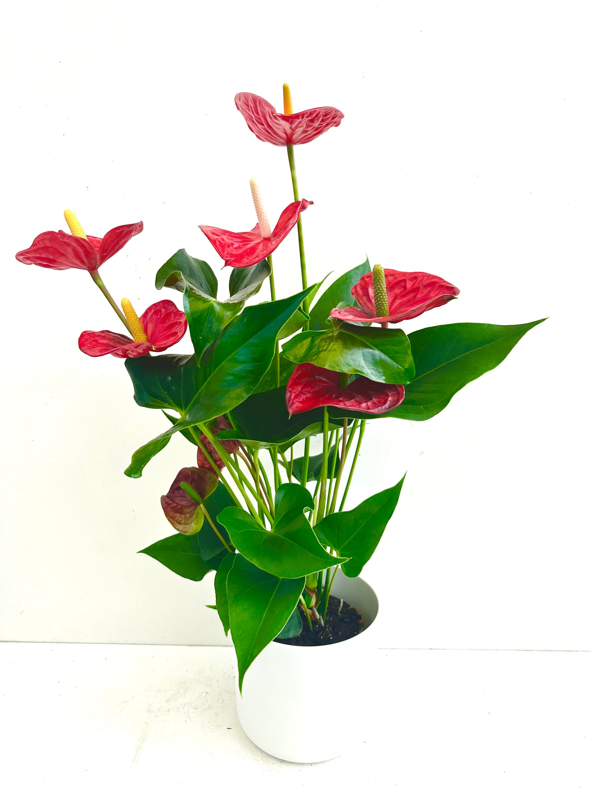 anthurium aristo Anthurium | Anthurium Aristo 14CM