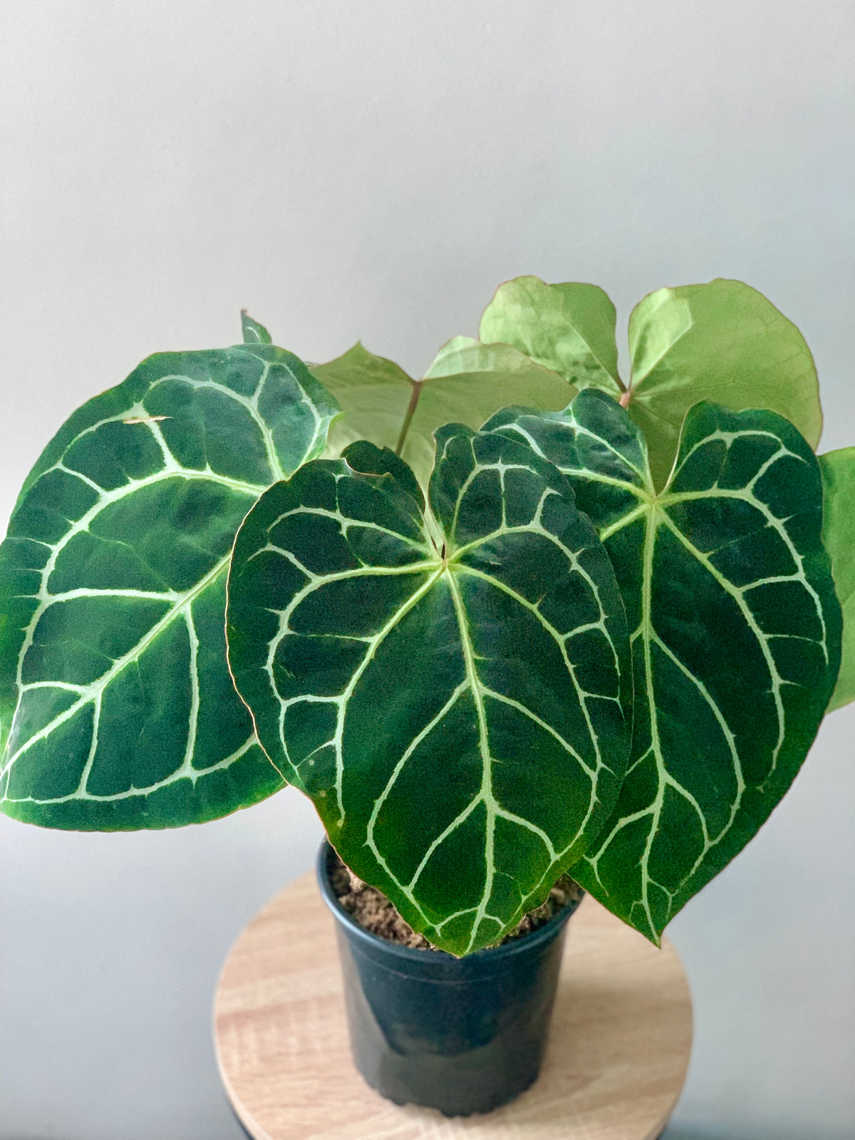 Anthurium Crystallinum 17cm