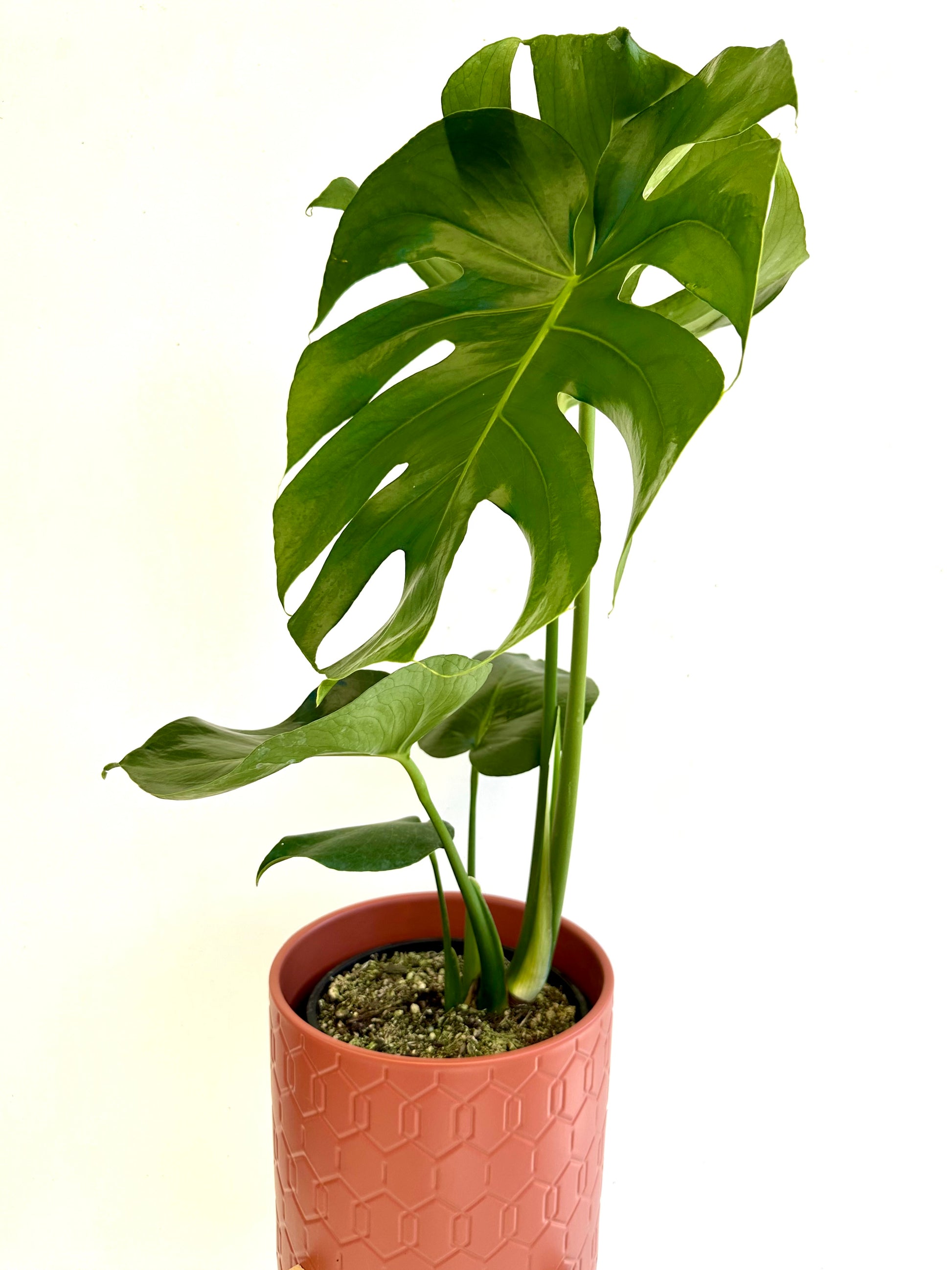 monstera deliciosa buy nz Monstera Deliciosa | Fruit Salad Plant 3.5L