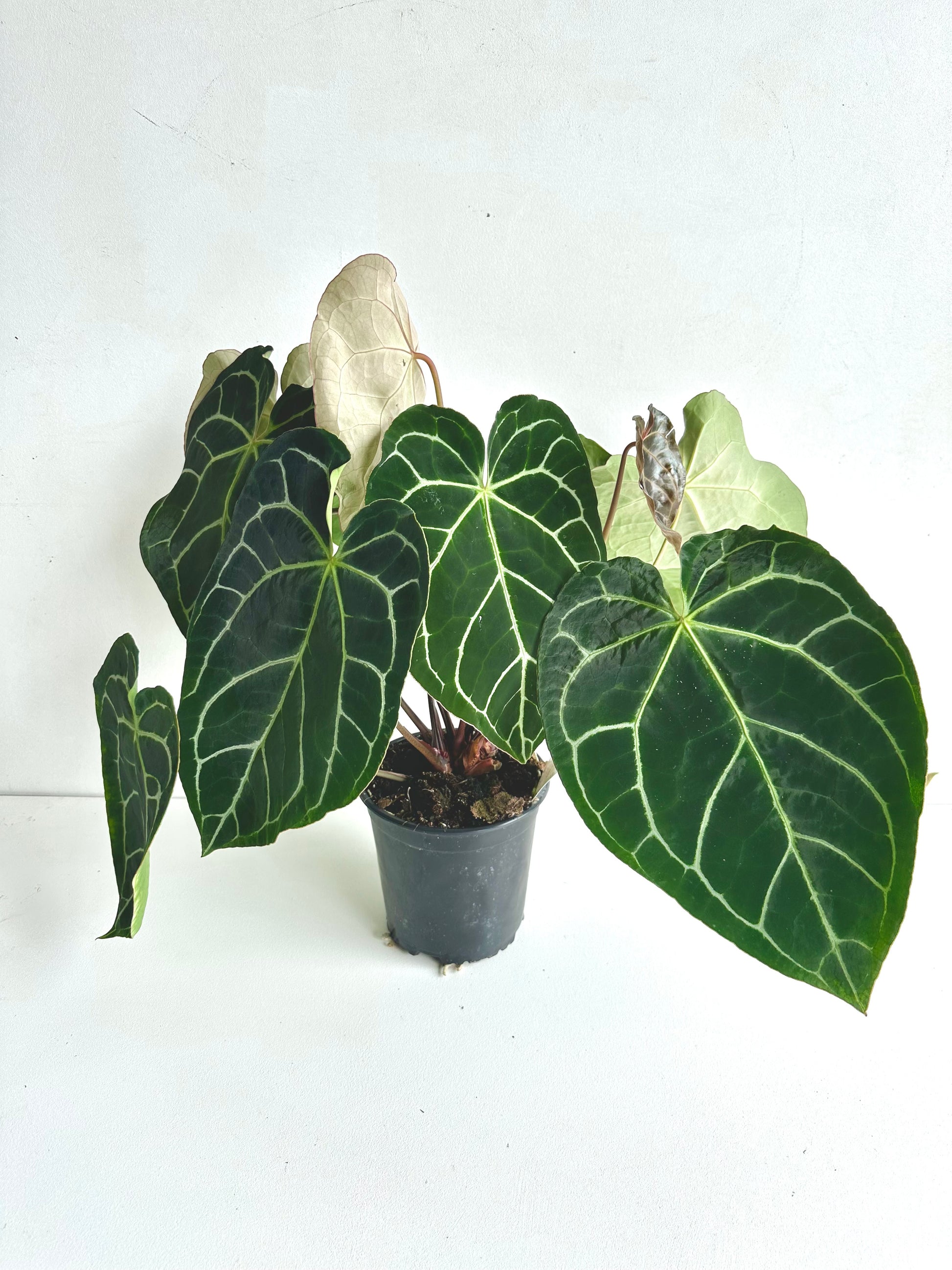 anthurium for sale nz Anthurium | Anthurium Crystallinum 17CM
