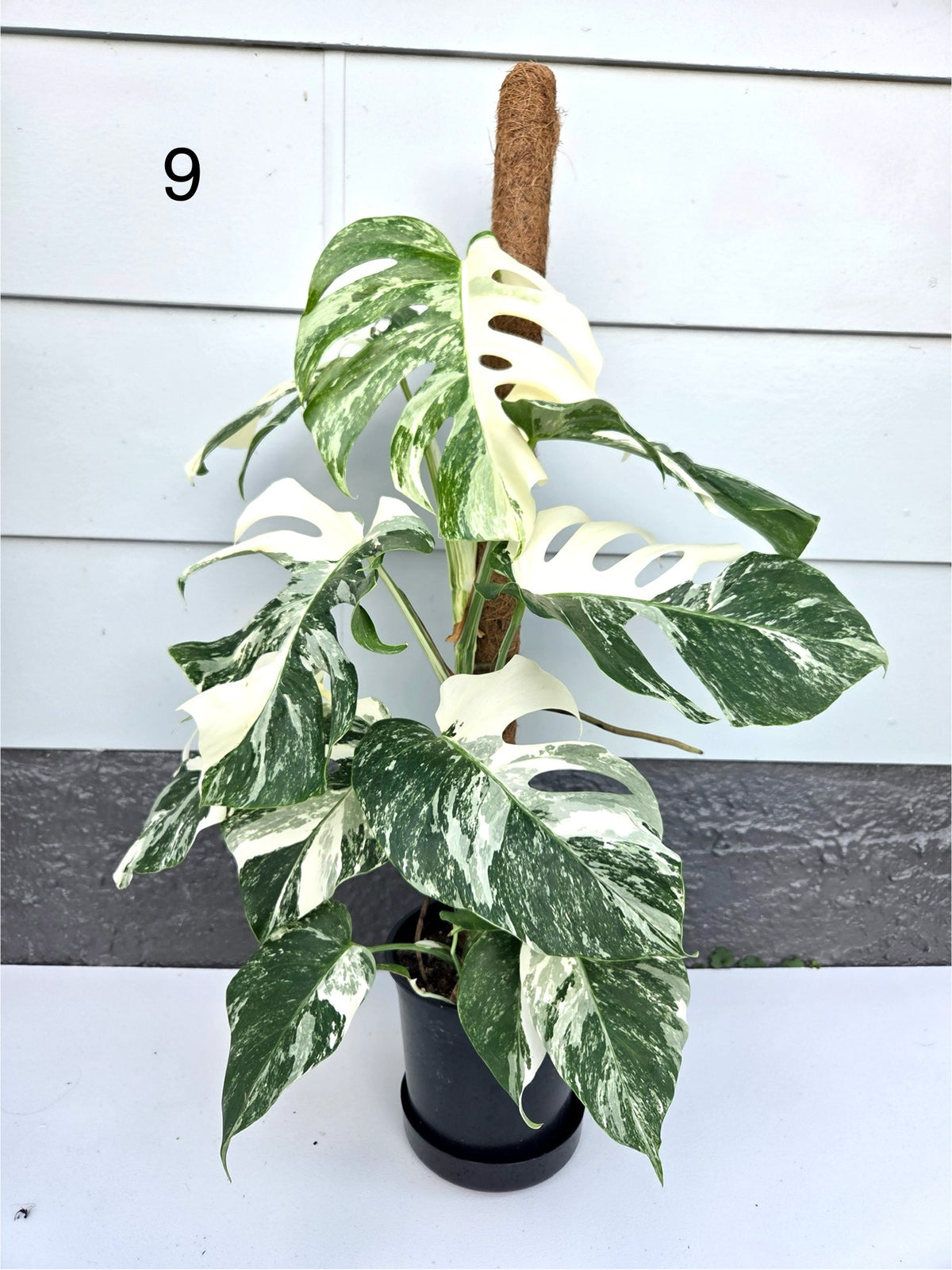 Monstera Deliciosa Albo 17CM - Urban Lush NZ