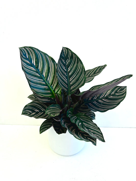 Calathea Ornata 12CM - Urban Lush NZ