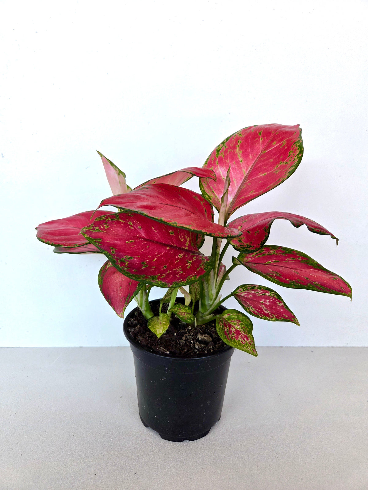 Aglaonema Rich Red 12CM