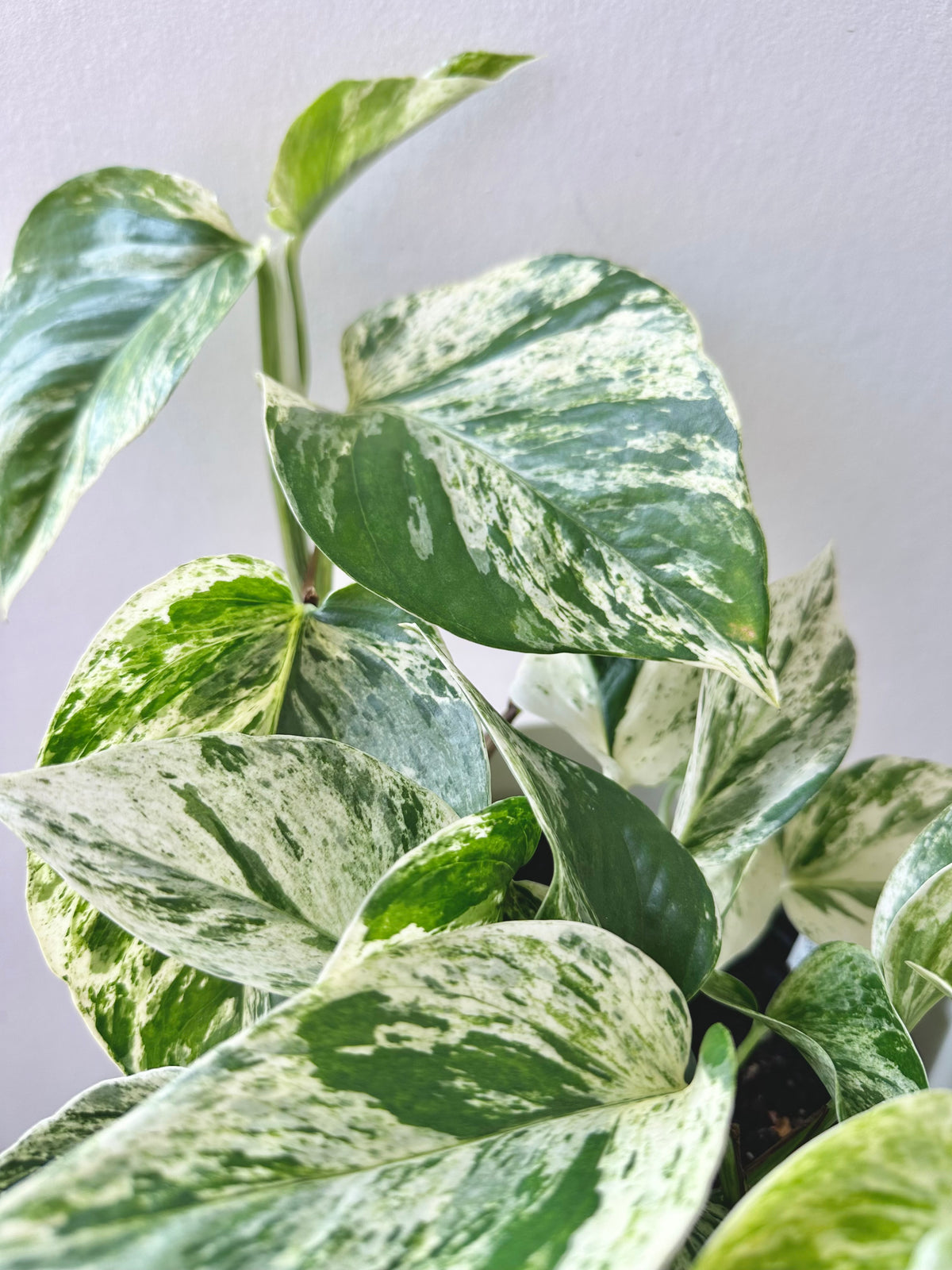 Epipremnum Marble Queen 14cm