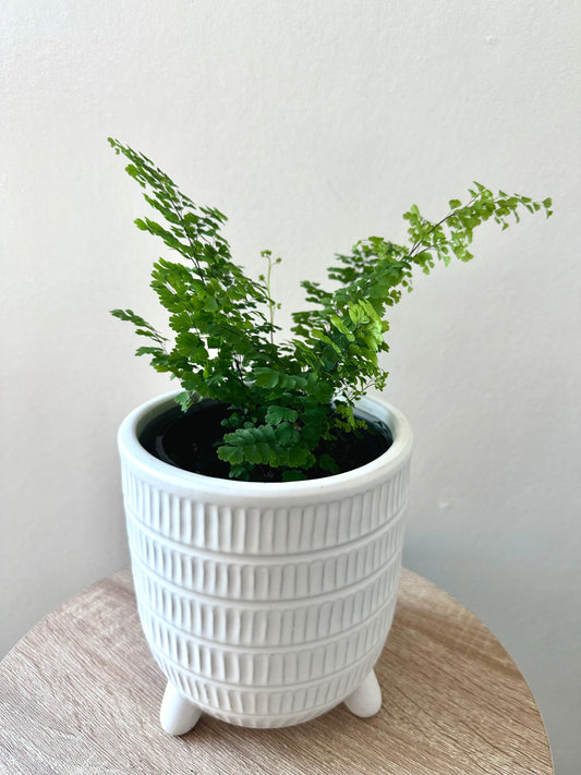 Adiantum Ocean Spray 12CM - Urban Lush NZ