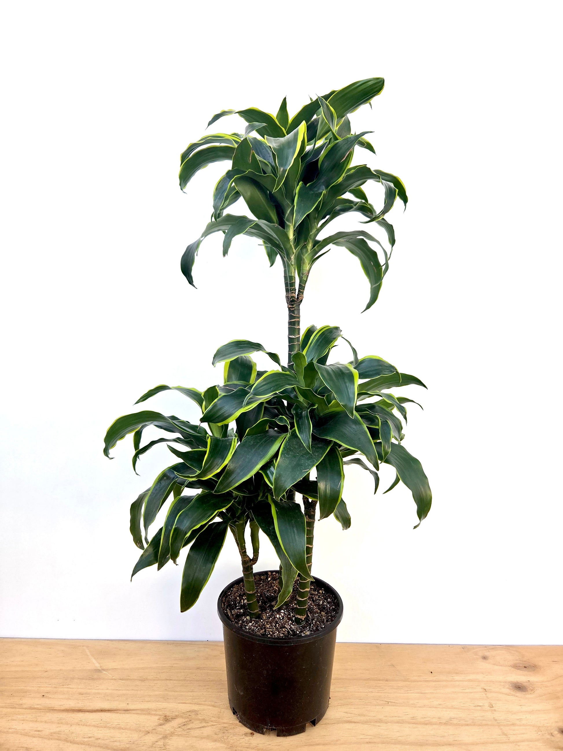 dracaena ulysses Dracaena | Dracaena Ulysses Tripple Planted 4.5L