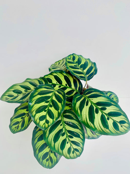 Calathea Makoyana 14CM