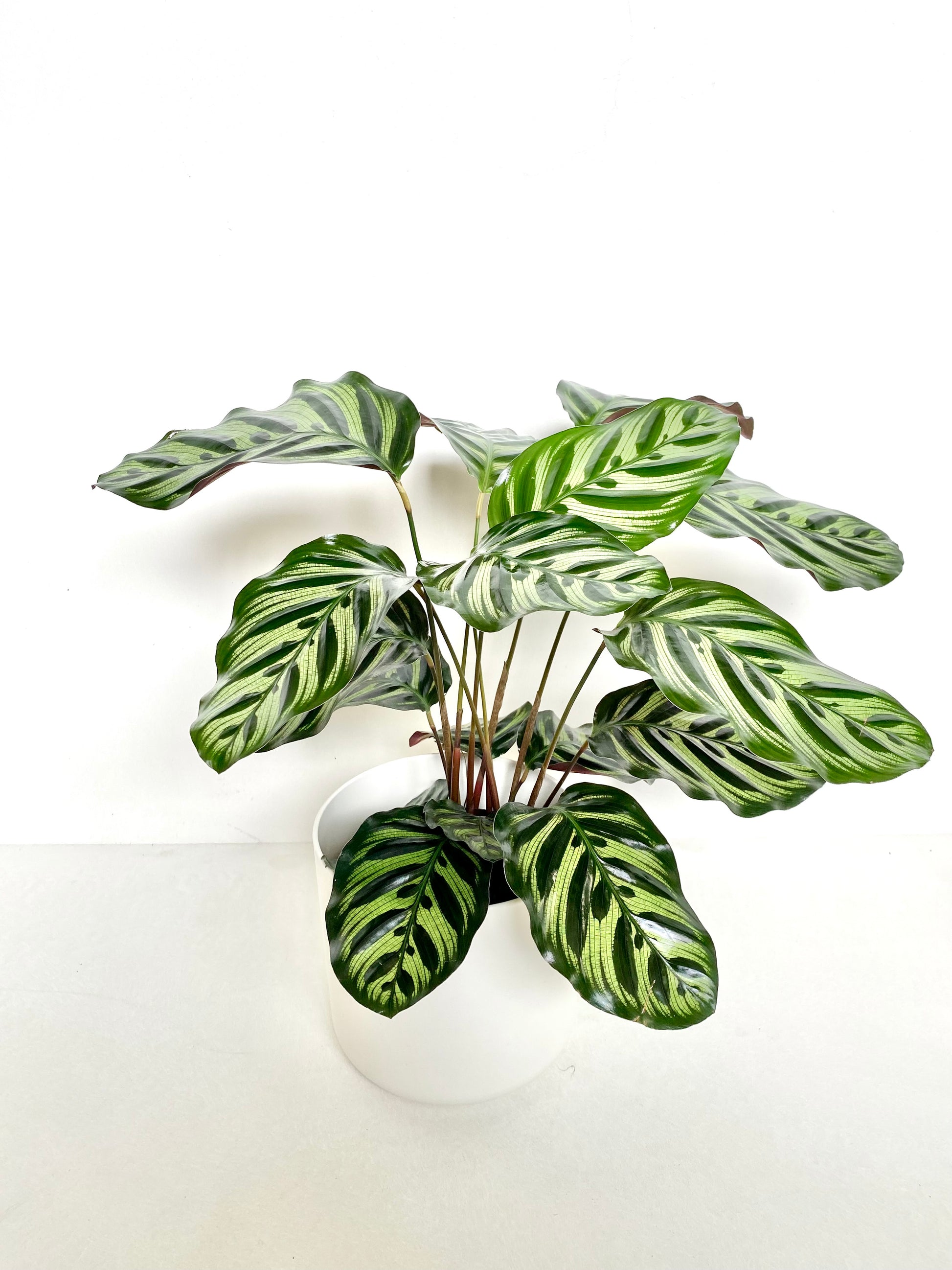 Calathea Makoyana 14CM - Urban Lush NZ