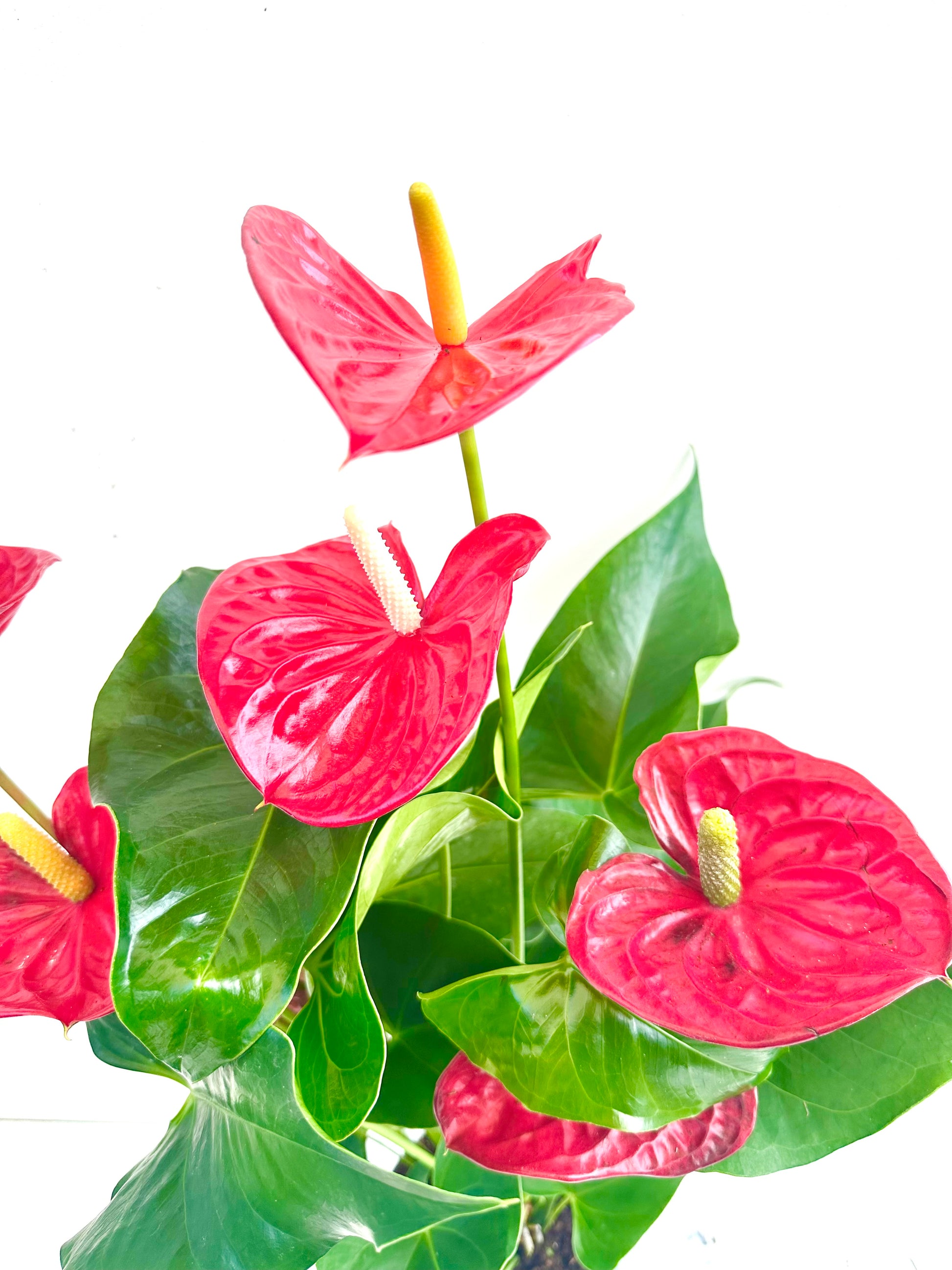 anthurium aristo Anthurium | Anthurium Aristo 14CM