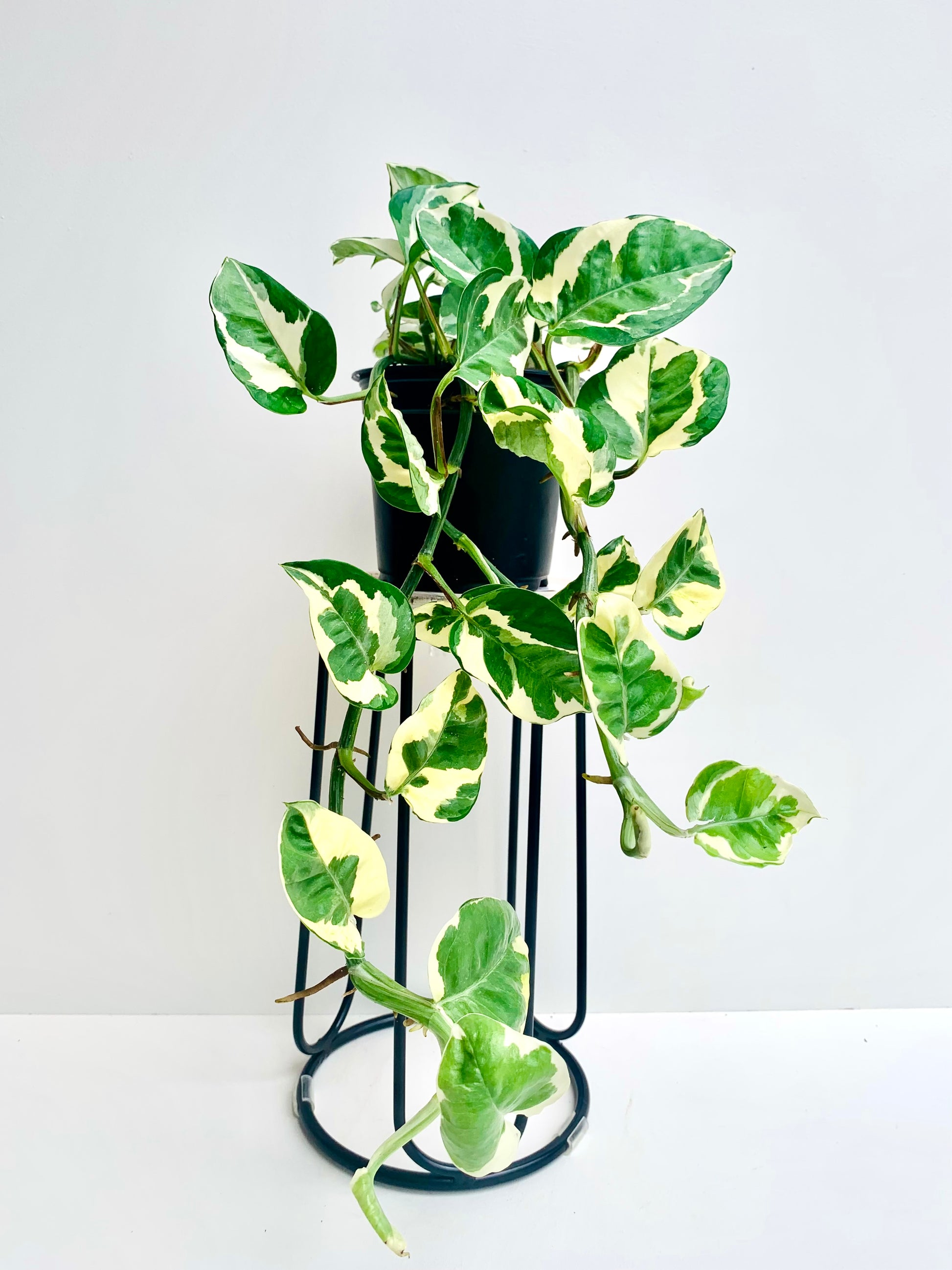Epipremnum Aureum Pothos N’Joy 12CM - Urban Lush NZ