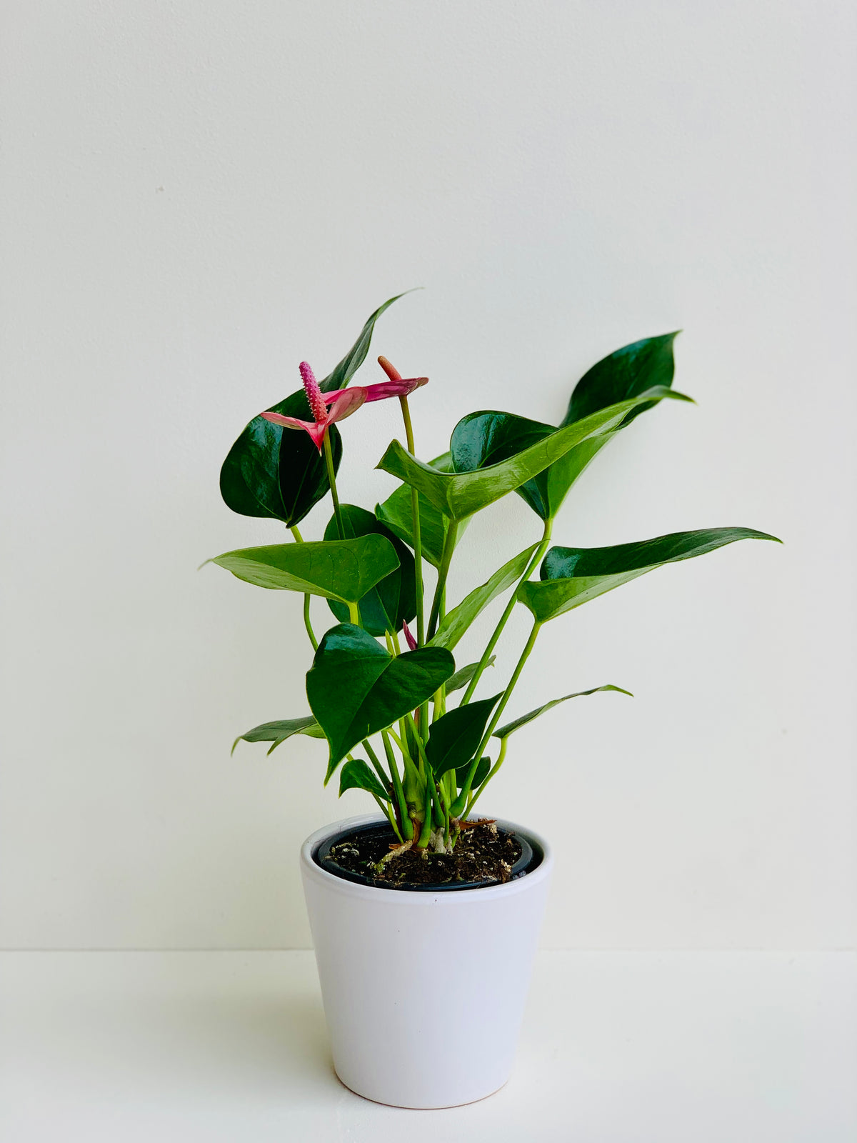 Anthurium Assorted Ceramic in 9cm - Urban Lush NZ