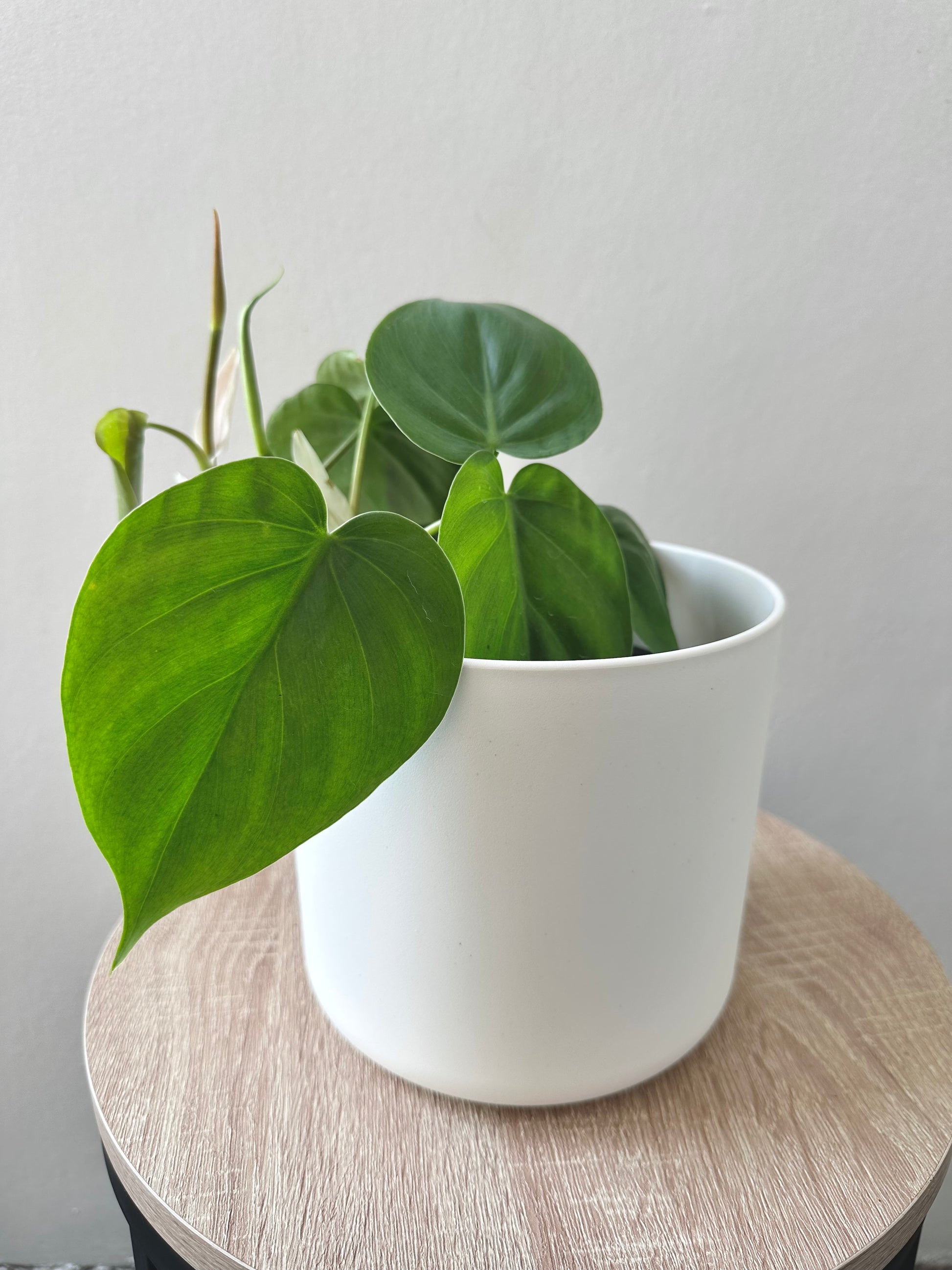 Philodendron Heartleaf 14cm - Urban Lush NZ