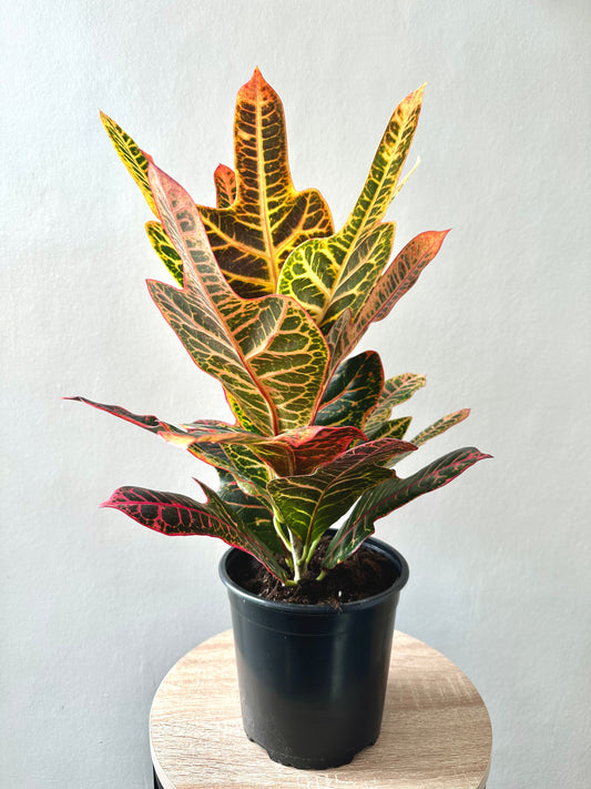 Croton Excellent 17cm - Urban Lush NZ