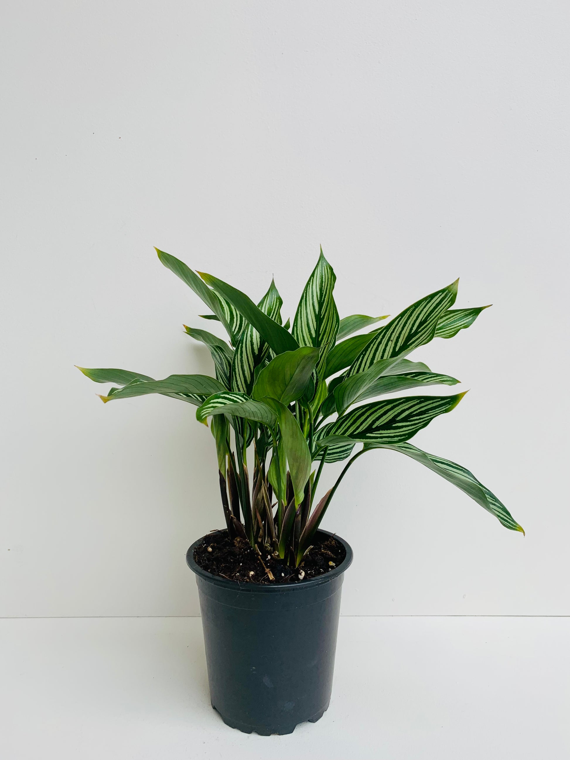 Calathea Vittata 12cm - Urban Lush NZ
