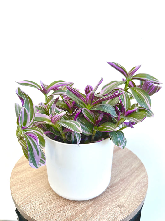 Tradescantia Sweetness 12CM - Urban Lush NZ