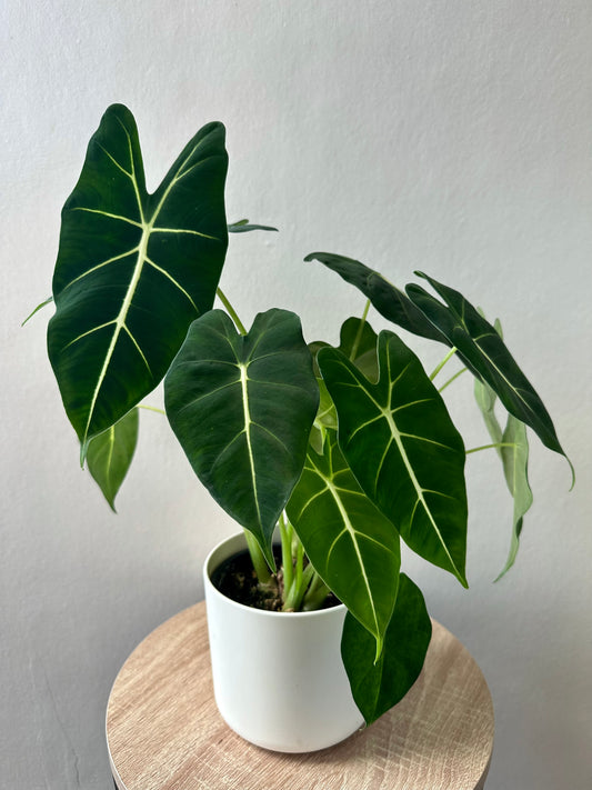 Alocasia Frydek 12cm - Urban Lush NZ