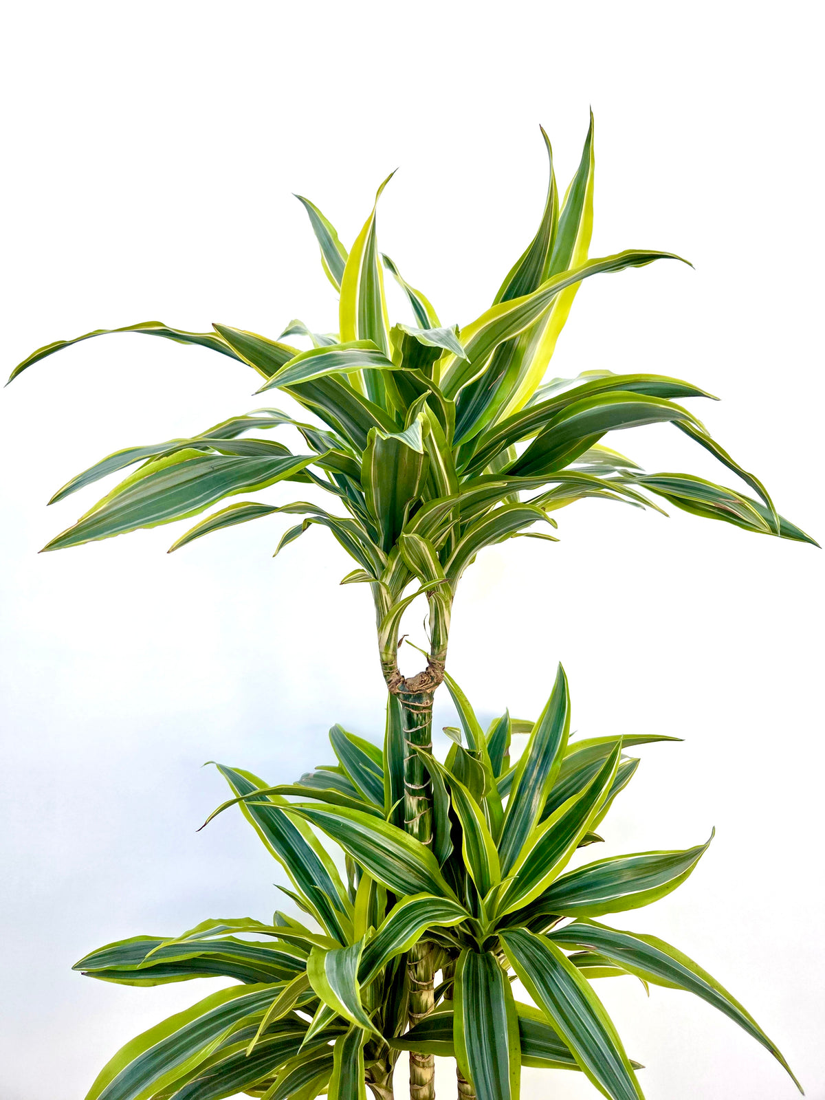 Dracaena Green Stripe Triple Planted 4.5L