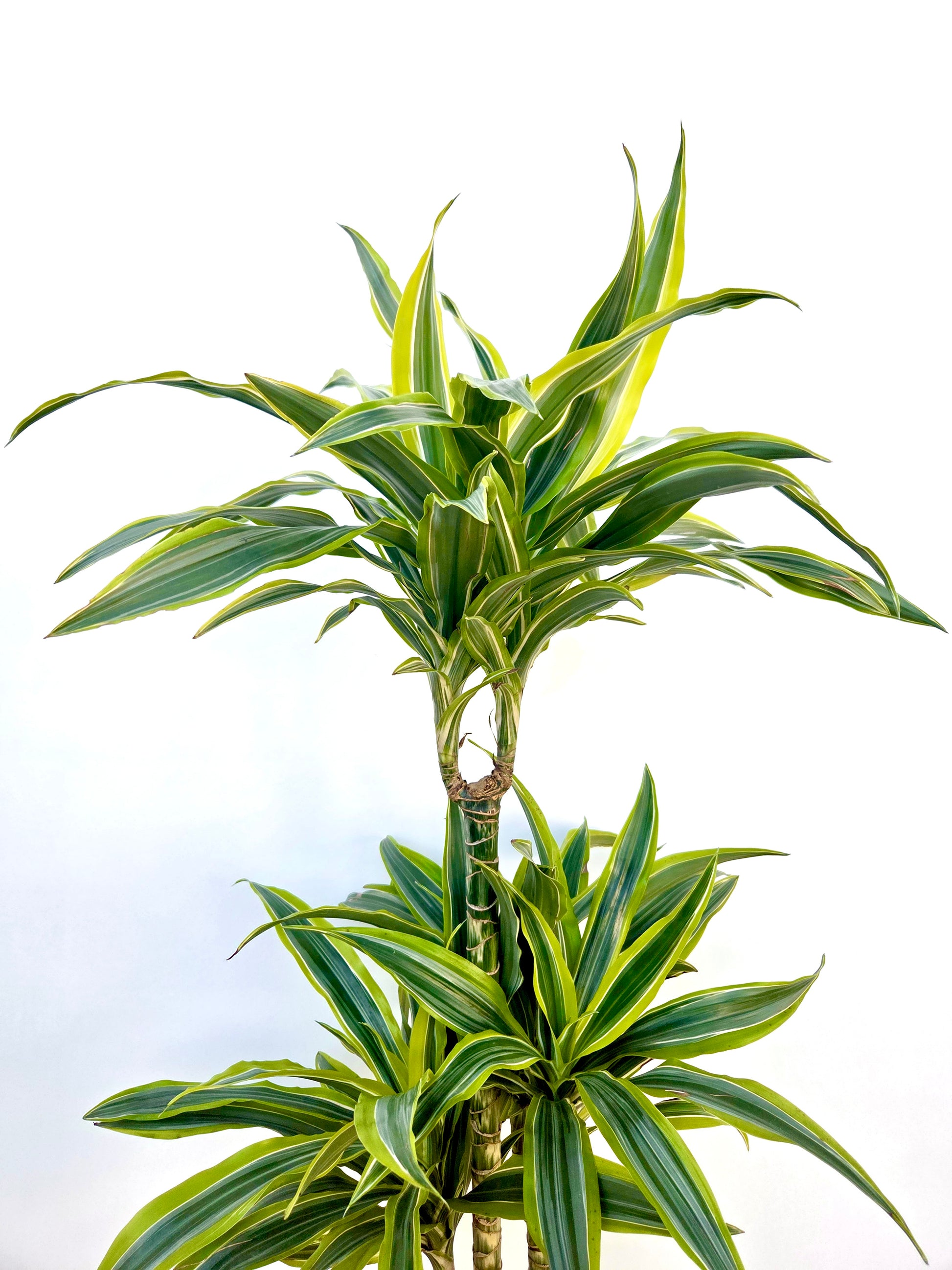 Dracaena Green Stripe Triple Planted 4.5L - Urban Lush NZ