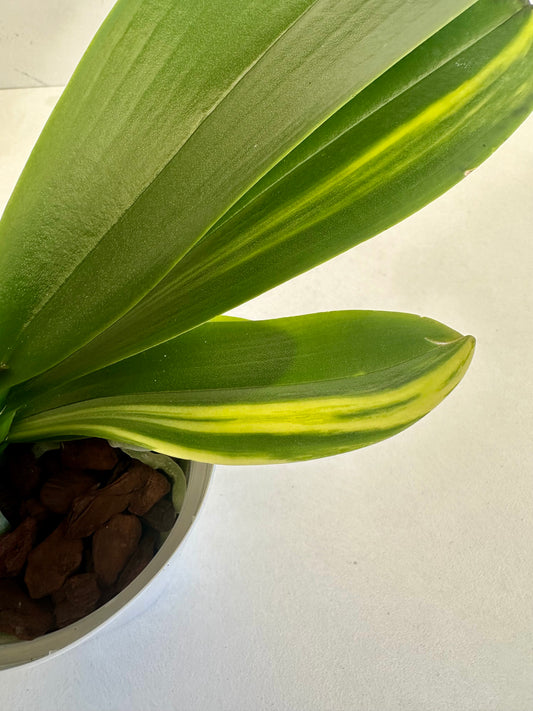 Variegated Orchid - Urban Lush NZ