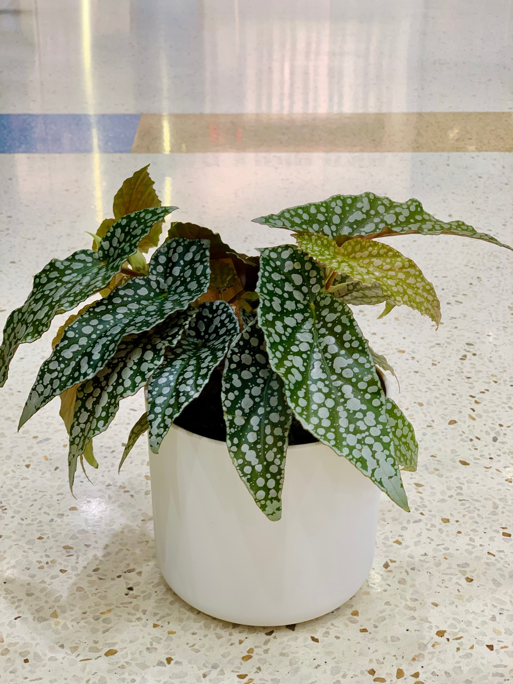 Begonia ‘White Ice’ 12cm - Urban Lush NZ