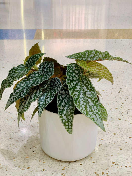 Begonia ‘White Ice’ 12cm - Urban Lush NZ