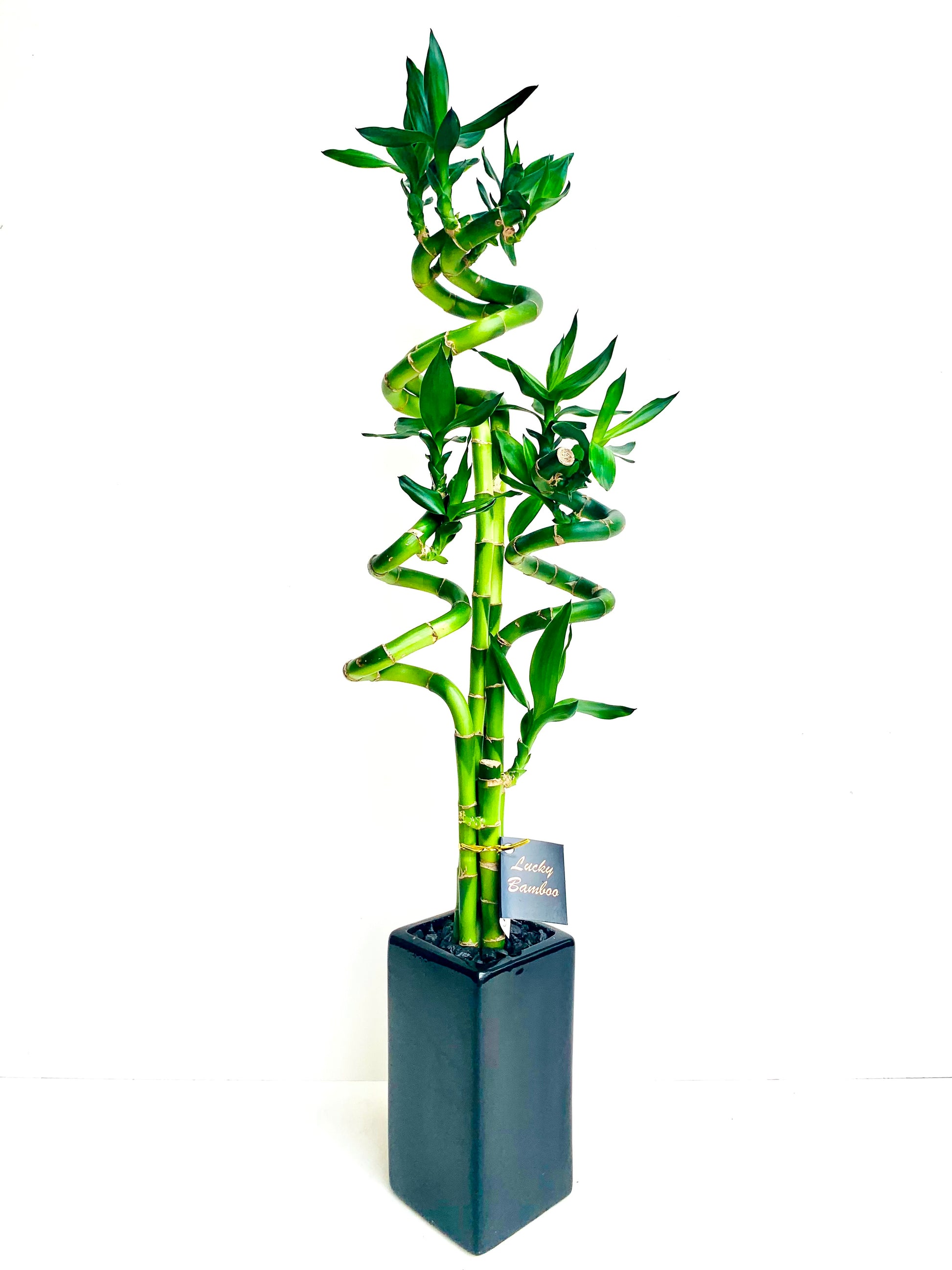 Lucky Bamboo Large - Urban Lush NZ
