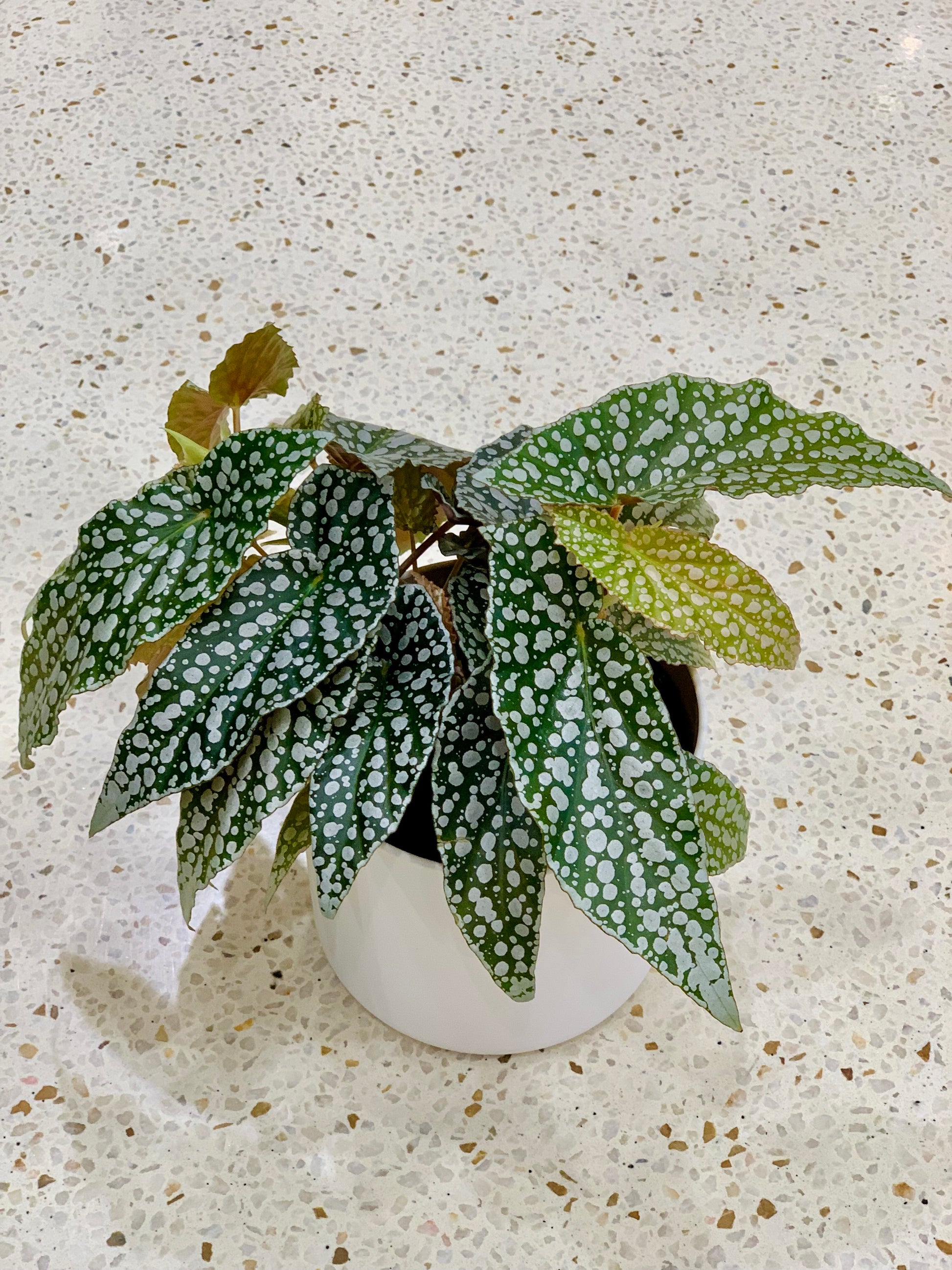 Begonia ‘White Ice’ 12cm - Urban Lush NZ