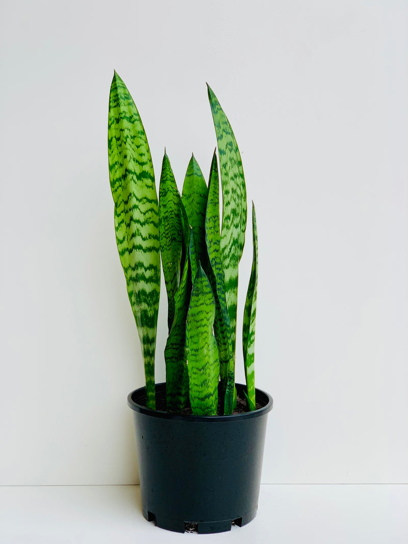 Sansevieria Black Coral 4.5L - Urban Lush NZ