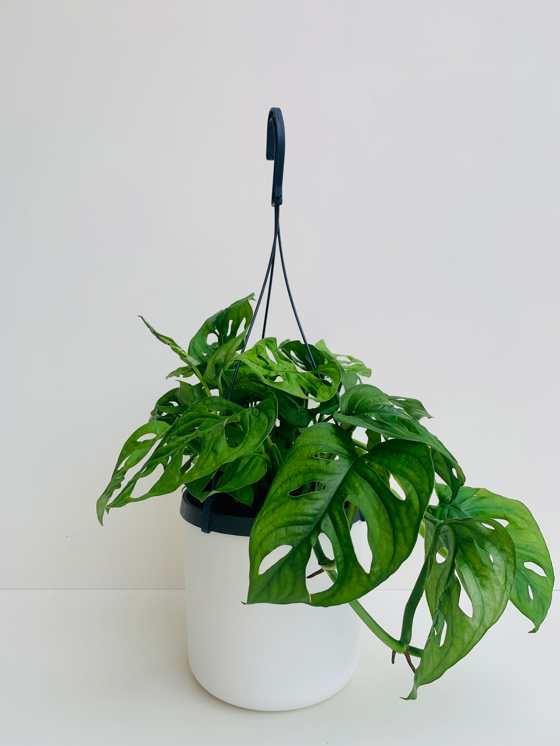Monstera Monkey Mask 17cm Hanging Pot Plant - Urban Lush NZ