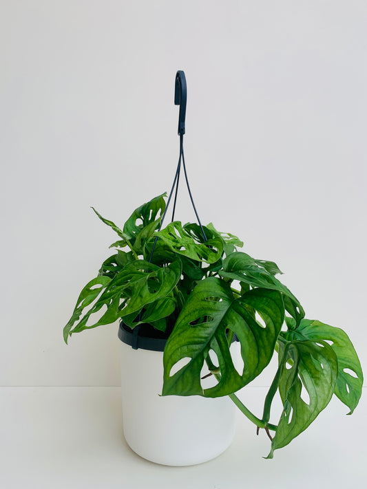 Monstera Monkey Mask 17cm Hanging Pot Plant - Urban Lush NZ