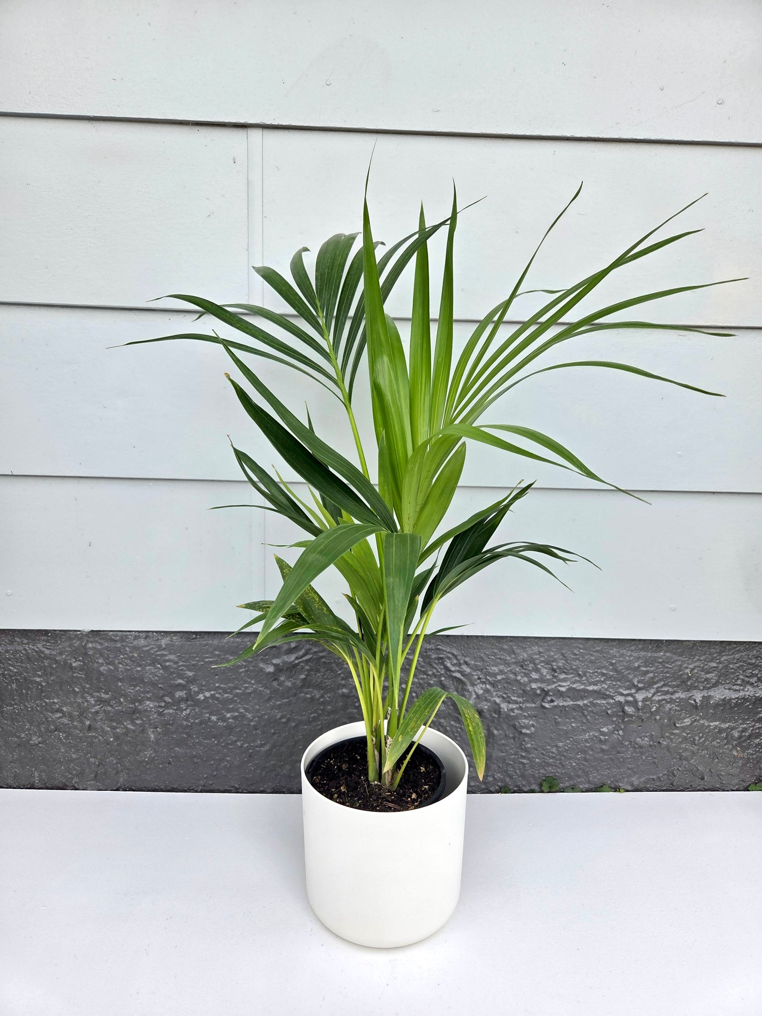 Kentia Palm