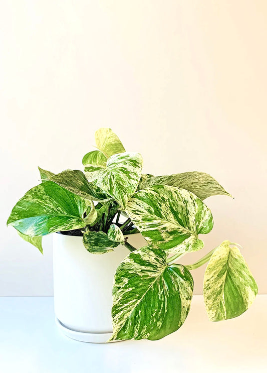 Epipremnum Marble Queen 14cm - Urban Lush NZ