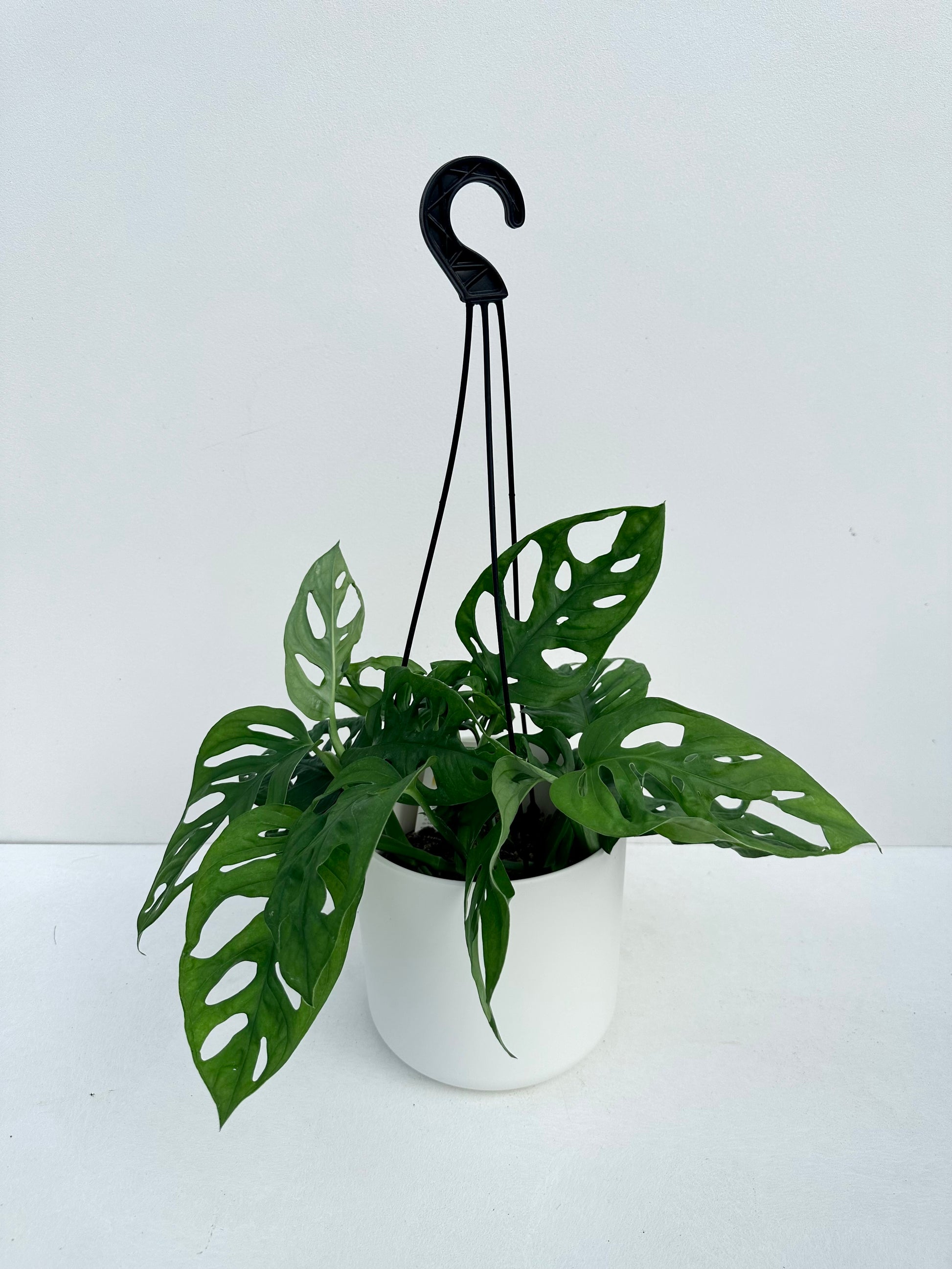 Monstera Monkey Mask 14cm - Urban Lush NZ