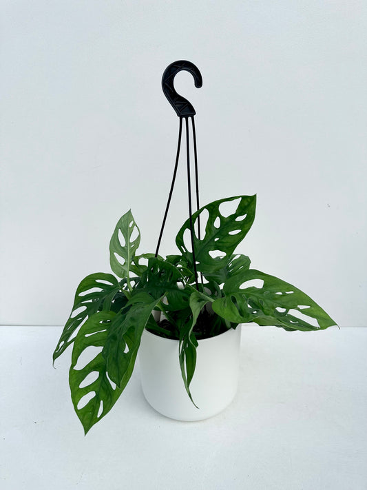Monstera Monkey Mask 14cm - Urban Lush NZ