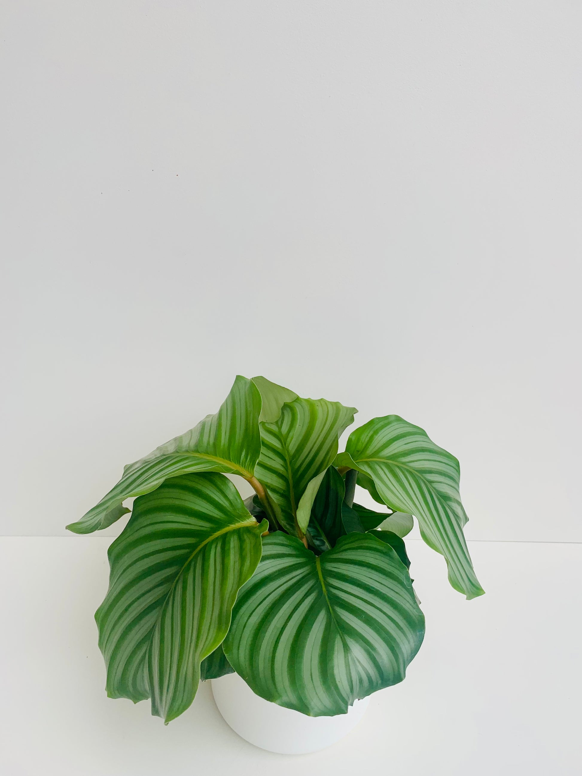 Calathea Orbifolia 14cm - Urban Lush NZ