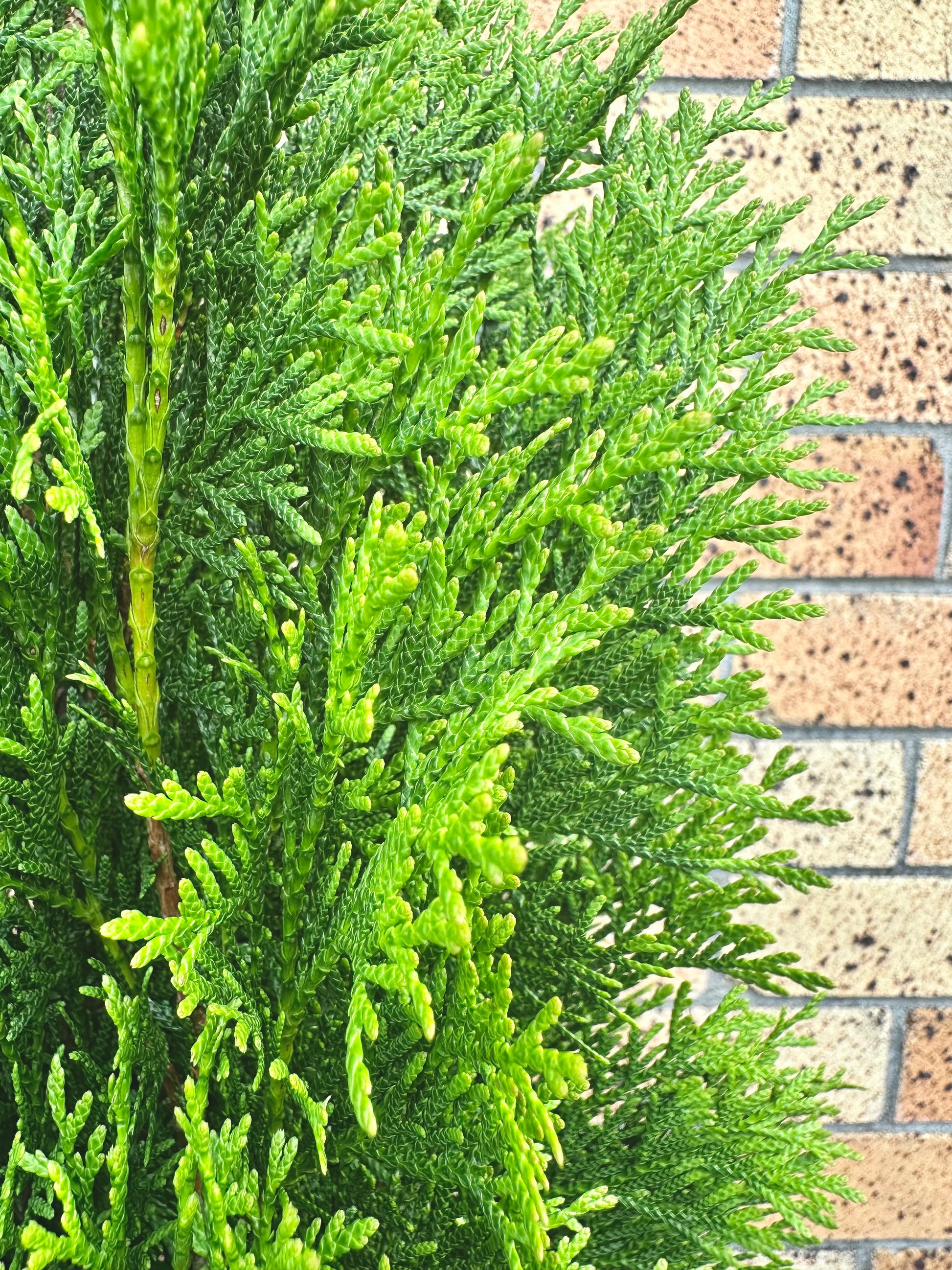 Thuja Smaragd 10L - Urban Lush NZ