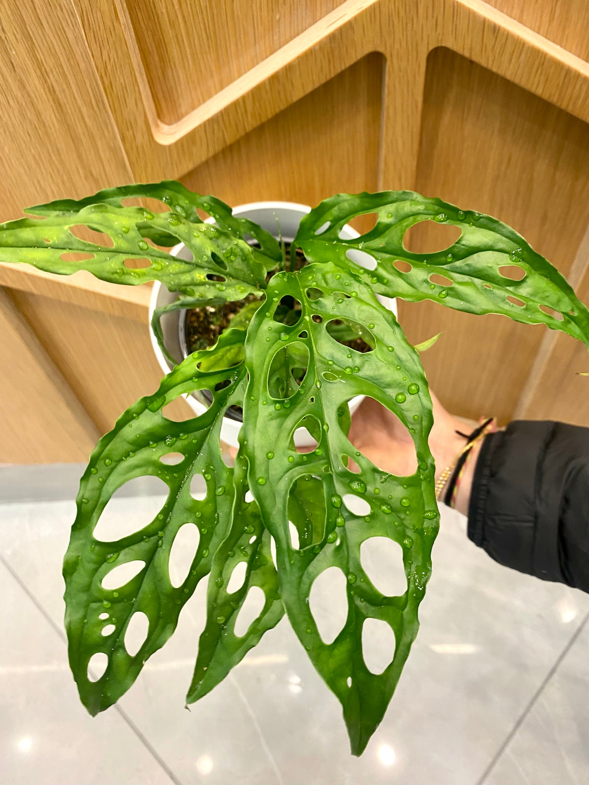 Monstera Obliqua Peru 12CM